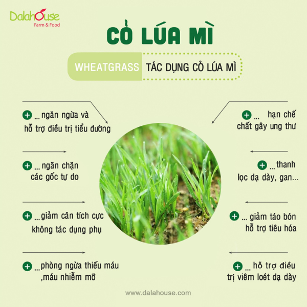 [HCM]Bột Cỏ Lúa Mì Nguyên Chất Tiện Lợi - 60gr