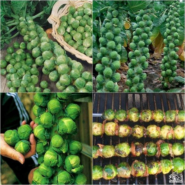 [Sale  off] Hạt giống rau bắp cải tí hon xanh