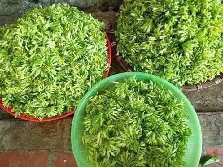 cây giống hoa thiên lý _feership từ 50k