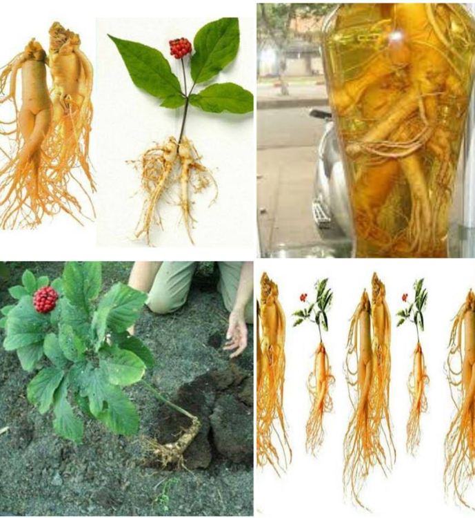 BỘ 2 gói hạt giống nhân sâm Hàn Quốc  ( tặng kèm 1 gói kích hạt nảy mầm )