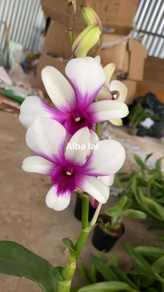 Lan Dendro nắng xưa Alba Lai