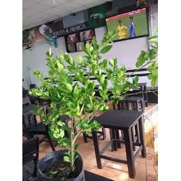 [pt] Cây Chanh Giấy đã có bông trái..