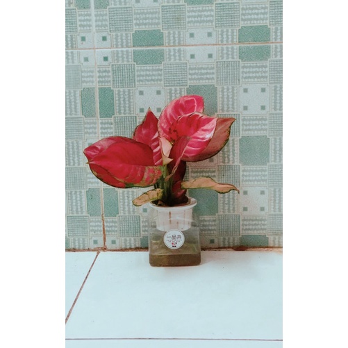 Vạn Lộc Hồng Thuỷ Sinh