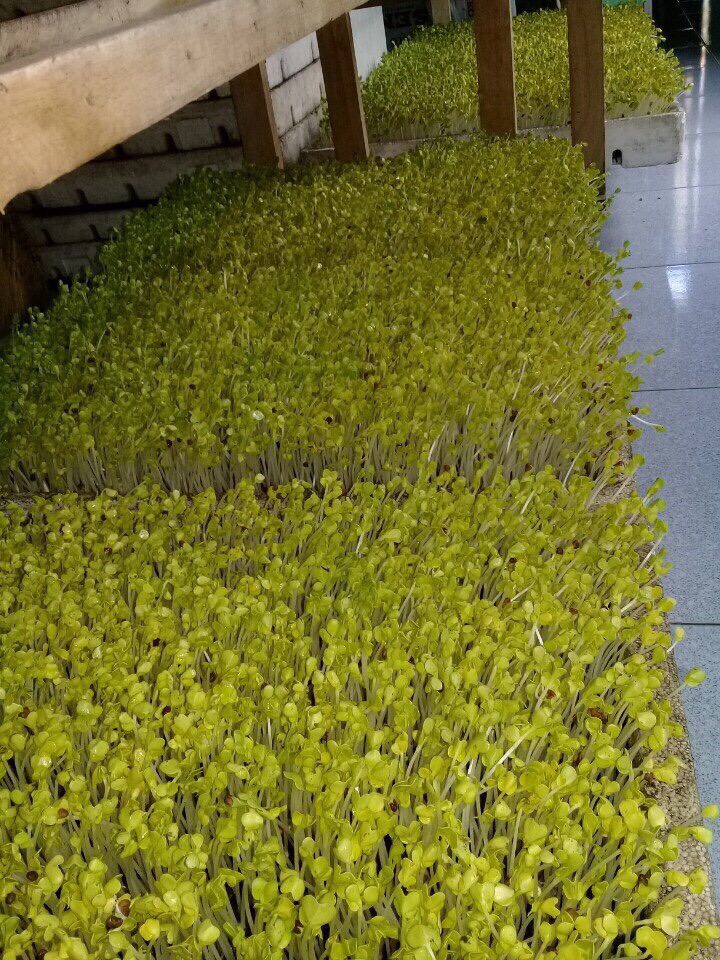 Hạt Giống Mầm Củ Cải Trắng - Gói 20gr