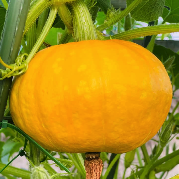 Gói 10 hạt giống bí bơ mặt trời Sunshine - hạt giống F1 Mỹ