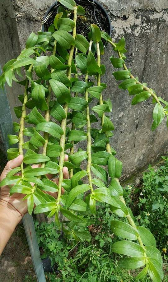 Trầm thanh củi - cây con năm 2
