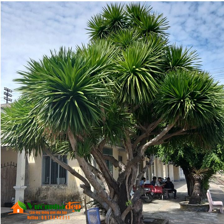 Chậu cây phát tài núi siêu đẹp, mang lại may mắn- vượng phong thủy cho gia chủ