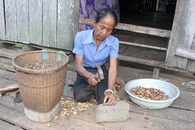 Hạt Konia rừng Đăk Lăk