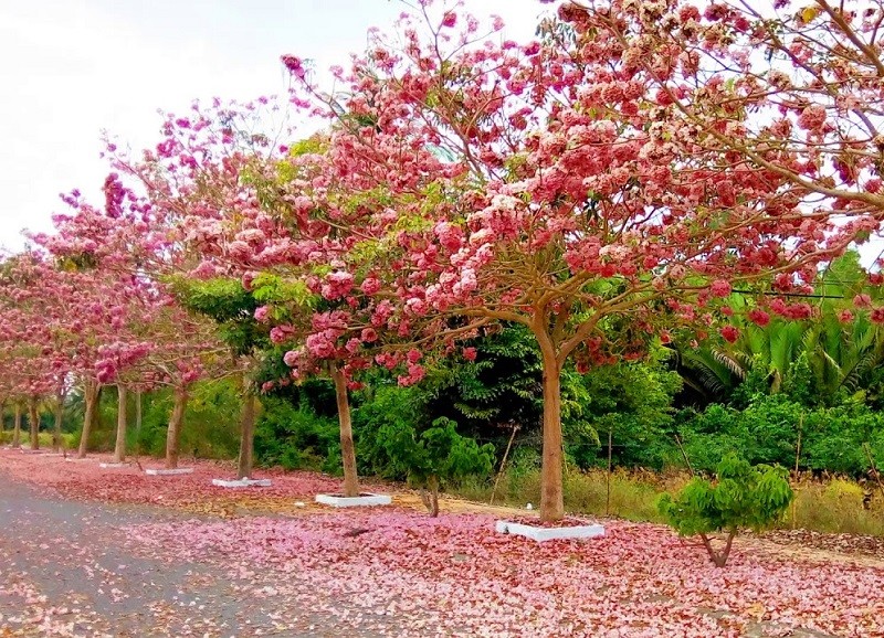 [Viện Công Nghệ Sinh Học Nông Lâm] Cây giống PHONG LINH TÍM