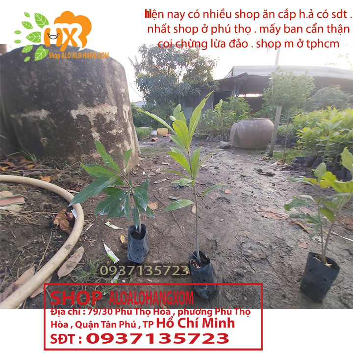 combo 5 cây lộc vừng màu đỏ --cây giống