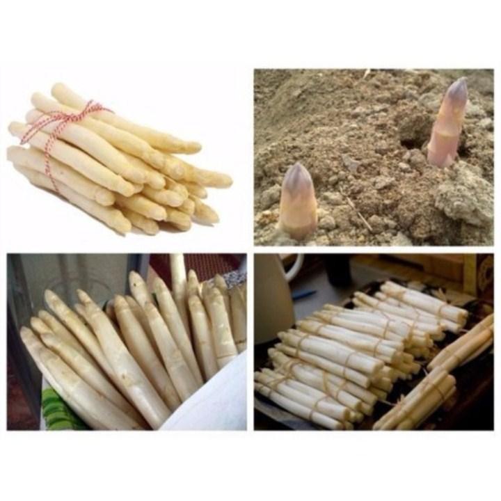 HG132- hạt giống măng tây trắng 30 hạt