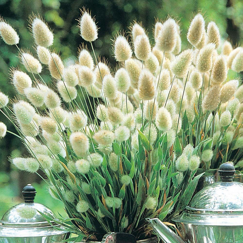 Hạt Giống Cỏ Đuôi Thỏ (100H) (086.F1)