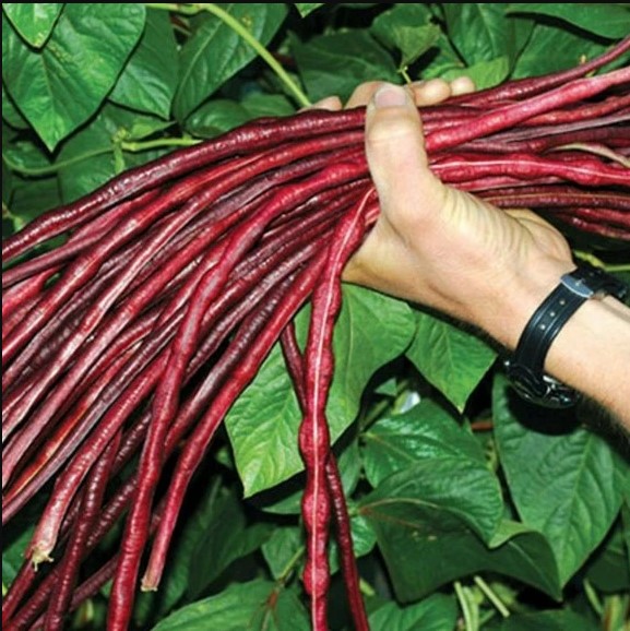 Hạt Giống Đậu Đũa Tím Rado 755 (10g)