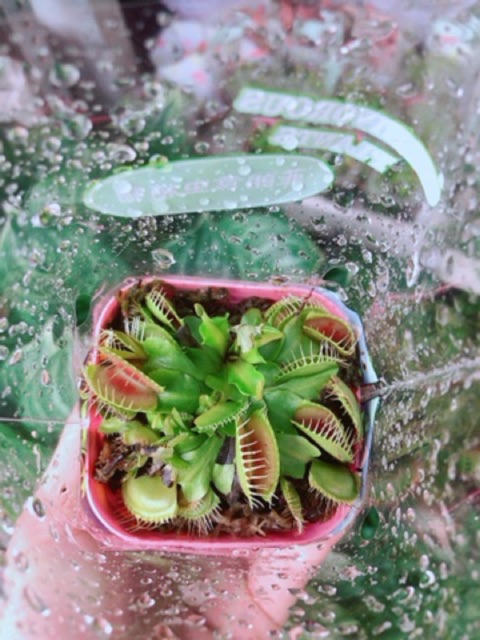 Cây Bẫy Kẹp Bắt Côn Trùng