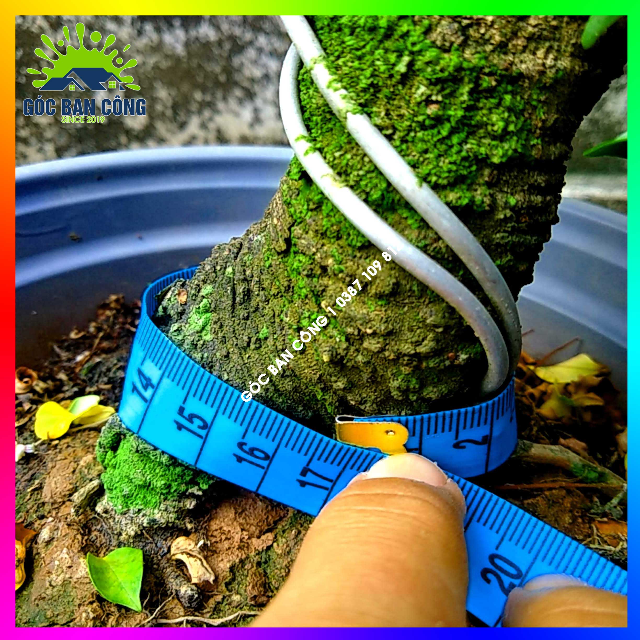 Cây Khế Bonsai Mini Gốc Quái - KBS08
