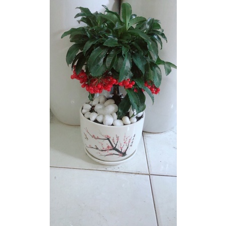 Chậu Cây Kim Ngân Lượng Để Bàn