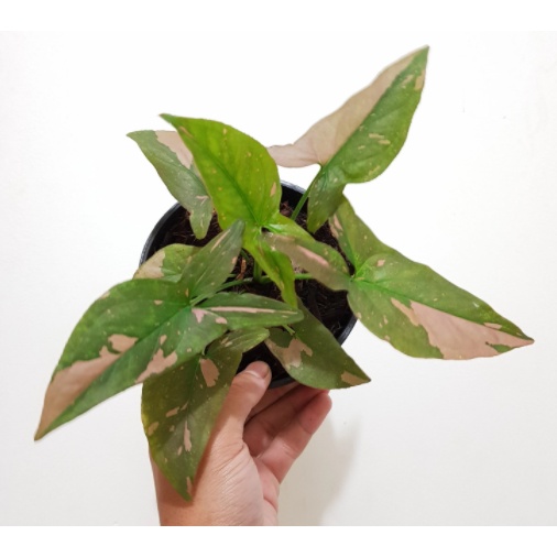 Trầu Bà Hồng Syngonium Pink Splash màu sắc và form dáng độc đáo