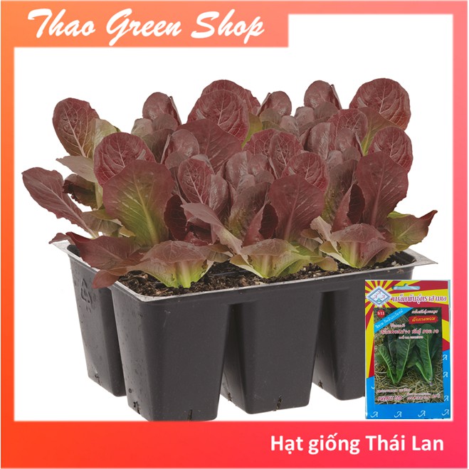Hạt giống xà lách Romaine tím