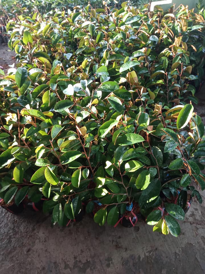 Câu VÚ SỮA TÍM MICA GHÉP HÀNG CHOAI (tem chuẩn giống)