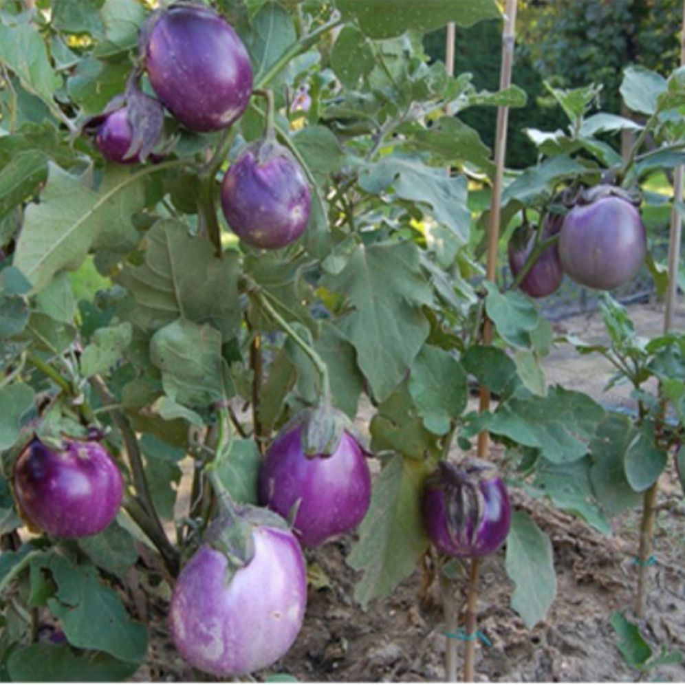 Hạt giống cà dĩa tím- cà bát tím- gói 1gram