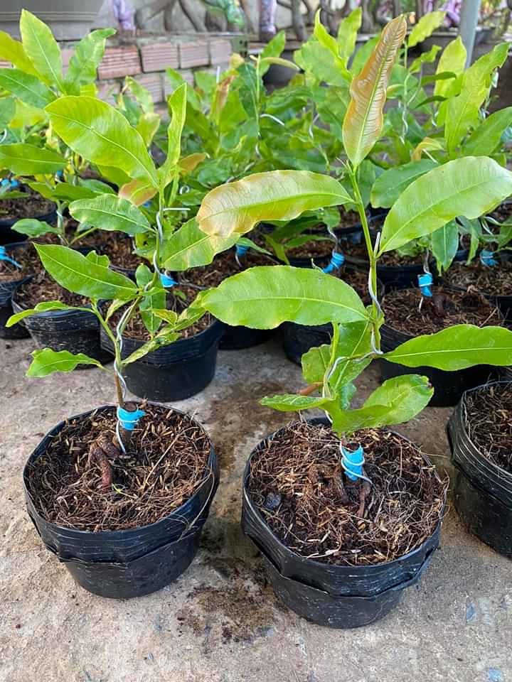 Hoa Cúc mai Vạn Thọ-cây ghép chuẩn