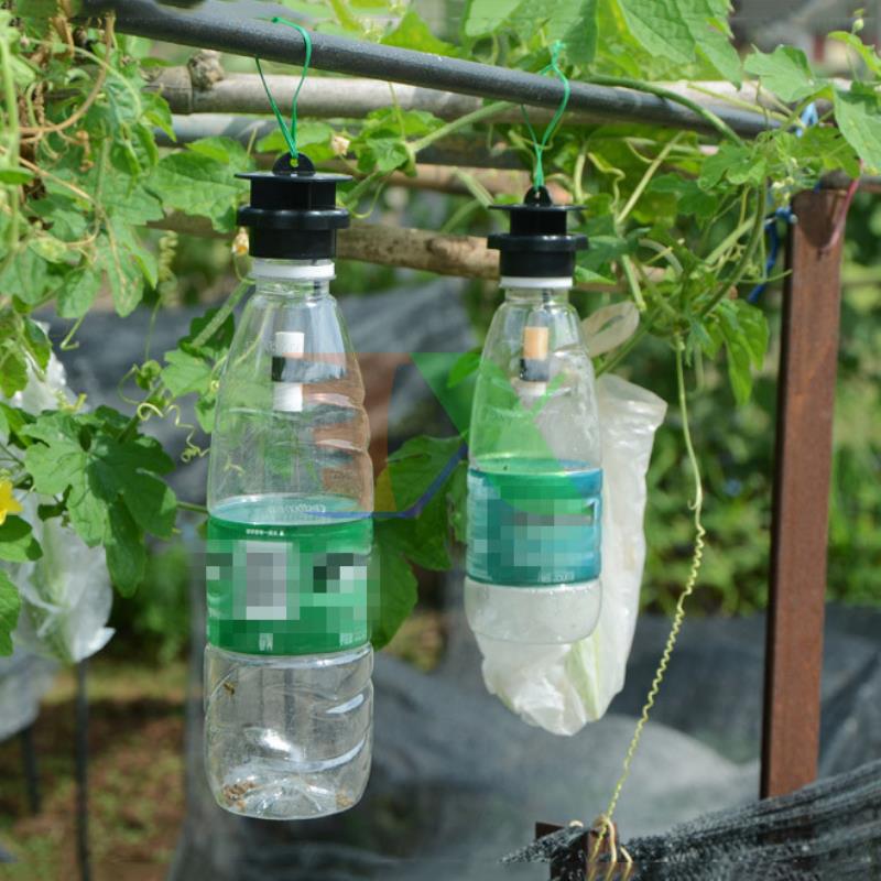 Combo 4 solution vial lure br-th, conductor example bee fly, vinegar, insect đục left