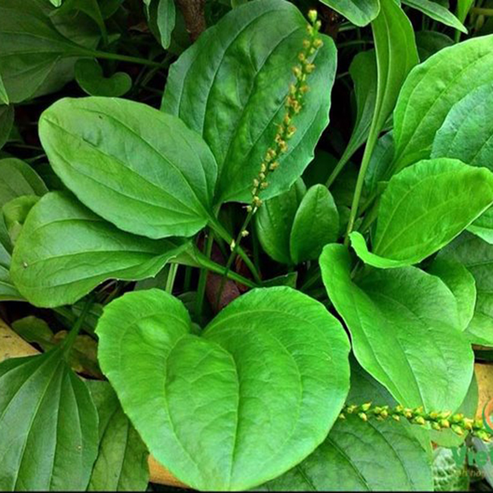 Hạt giống rau mã đề Phú Nông, gói 2gram