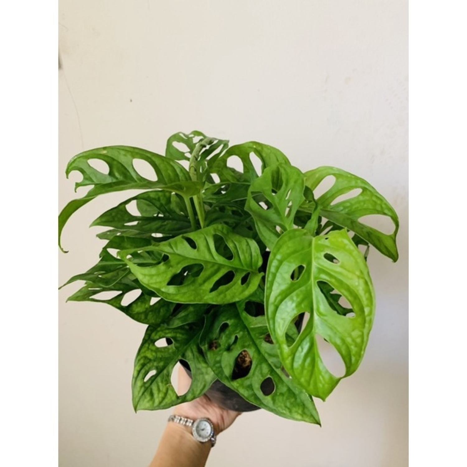 Chậu trầu bà lỗ nhiều thân