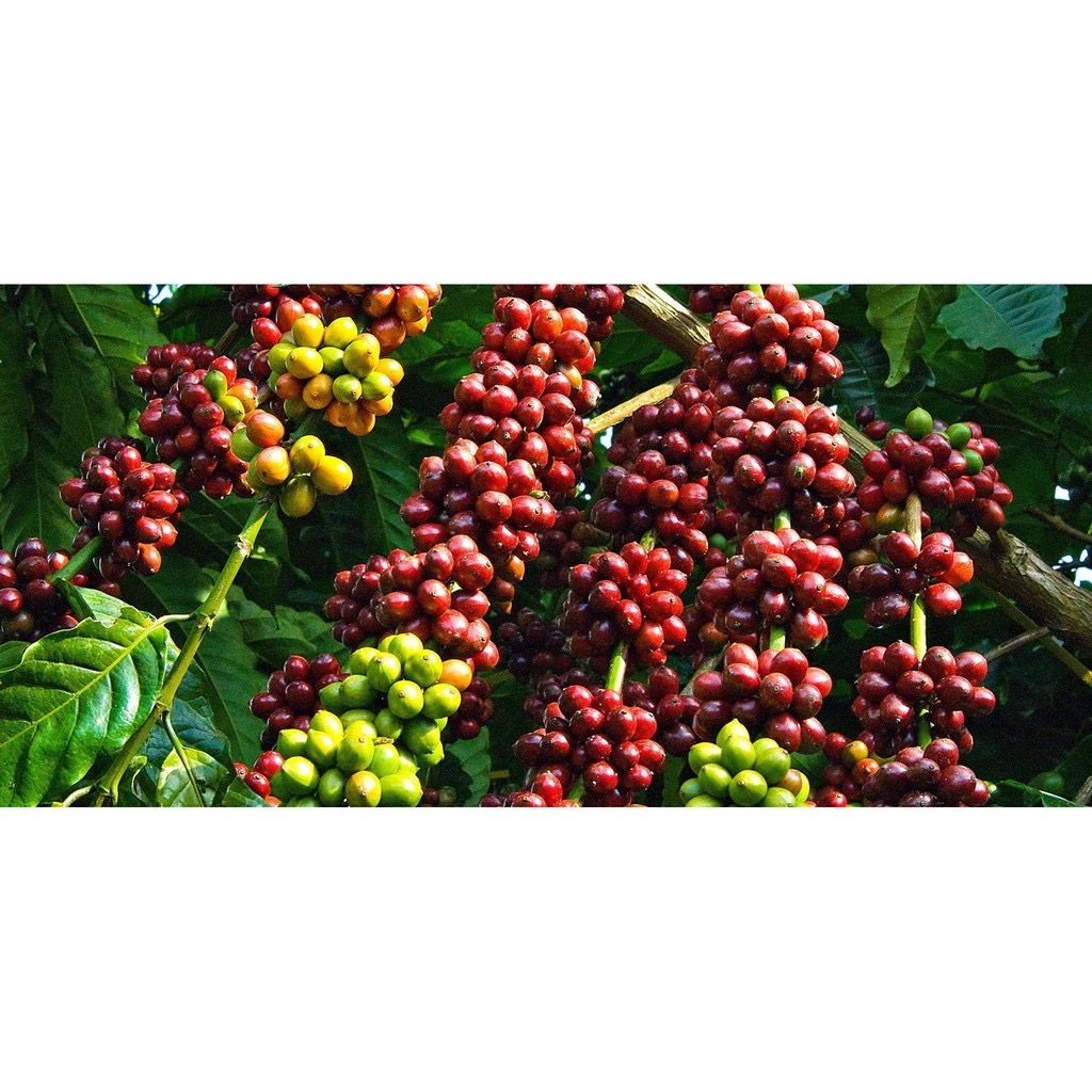 {HCM}Cà phê hạt Blend Coffee nguyên chất ít đắng thơm nhẹ 500gr { Casa Phong Cách }