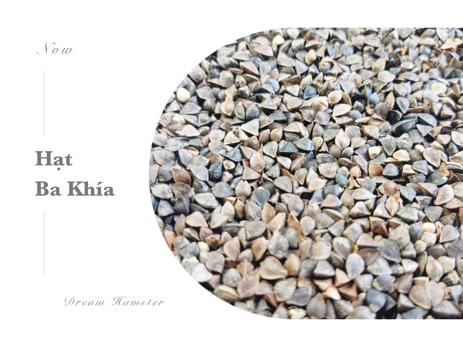 Hạt tam giác mạch/ba khía cho Hamster (100gr)