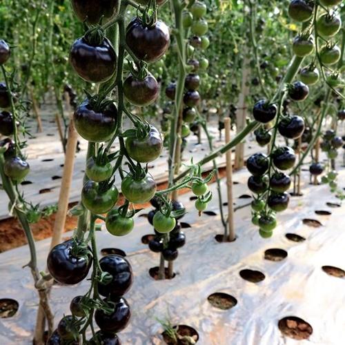Hạt giống cà chua đen giống. túi 10 hạt - chất lượng cao.