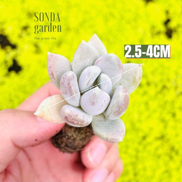 SEN ĐÁ SỎI XÁM SIZE MINI SIÊU KHỎE ĐẸP LỖI 1 ĐỔI 1