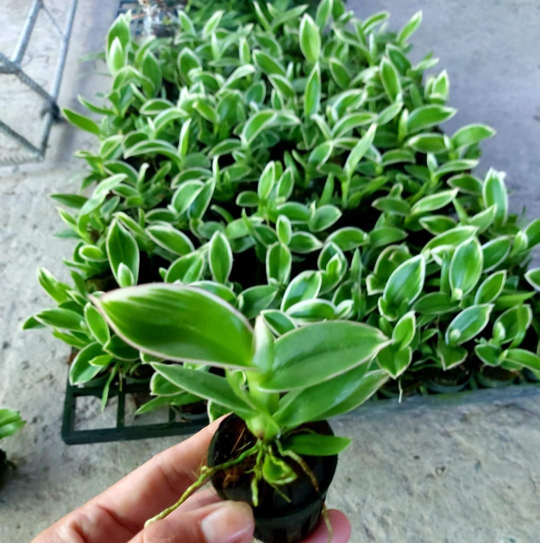 HOA LAN DENRO CHỚP LÁ BIÊN CÂY GIỐNG