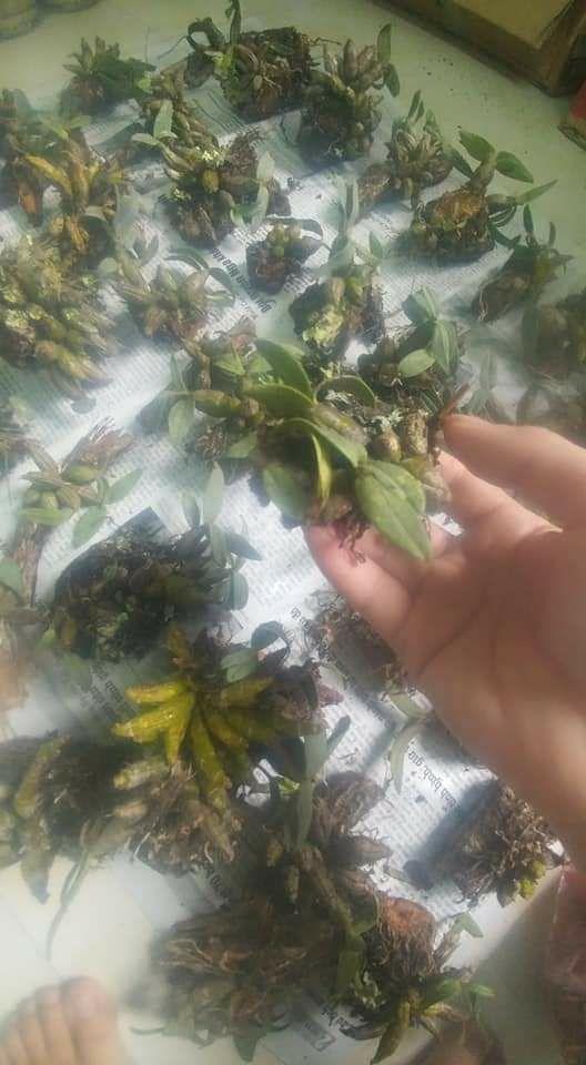 Combo 3 Lan Bạch Hỏa Hoàng