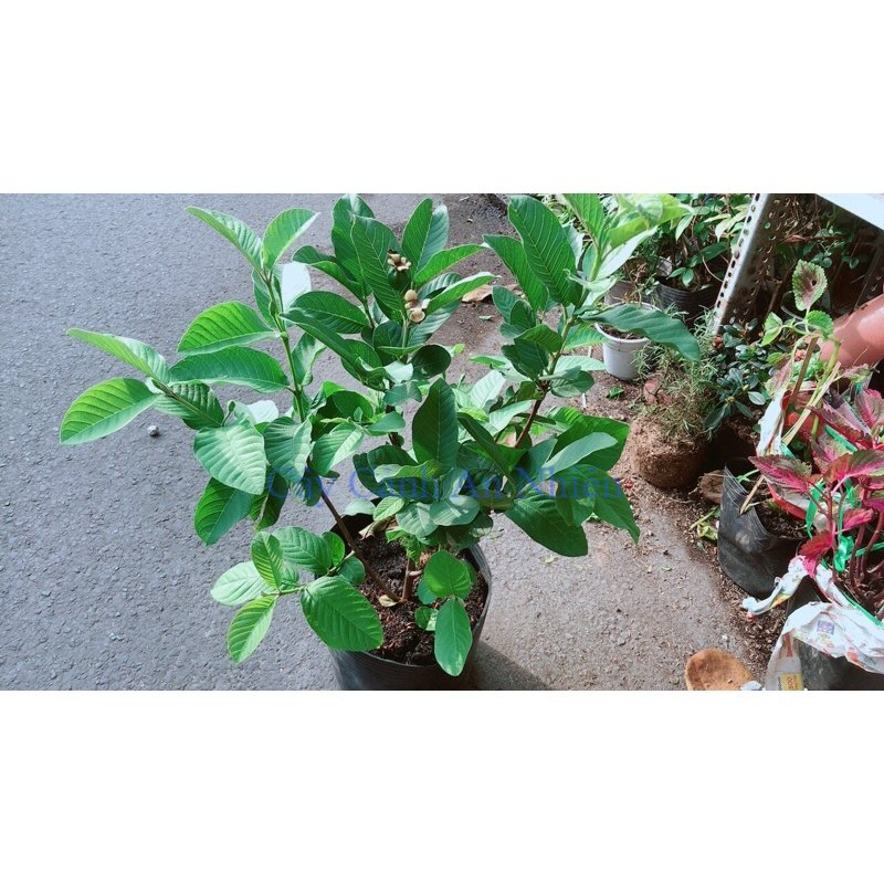 Ổi nữ hoàng