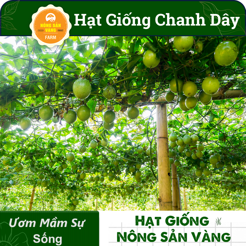 Hạt giống Chanh Dây, Loại Trái Cây Nhiệt Đới, Rất Giàu Dinh Dưỡng, Dễ Chế Biến Thành Nước Giải Khát (Gói 50 Hạt) - Nông Sản Vàng