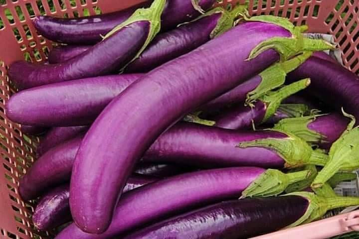 Hạt giống Cà tím dài (0.5 gram)