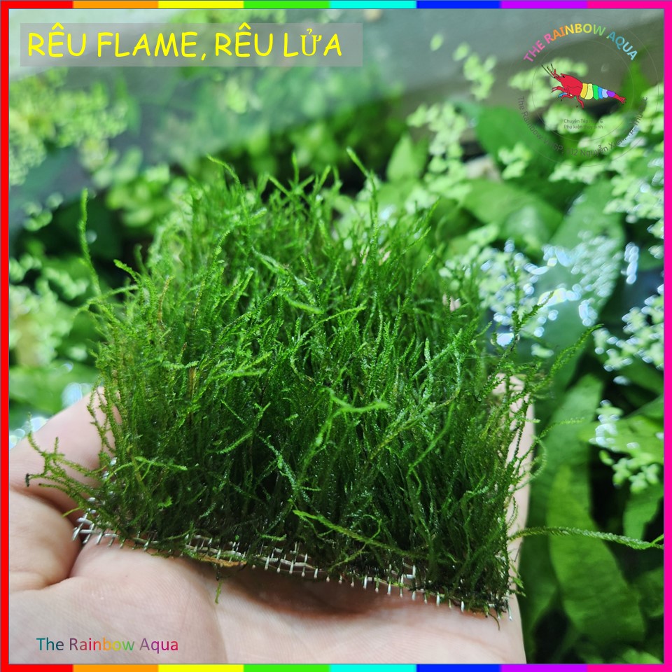 Rêu Flame, Rêu lửa | 1 Vỉ (Size 8x8 cm) | Rêu trải nền thủy sinh, gắn đá, lũa,...