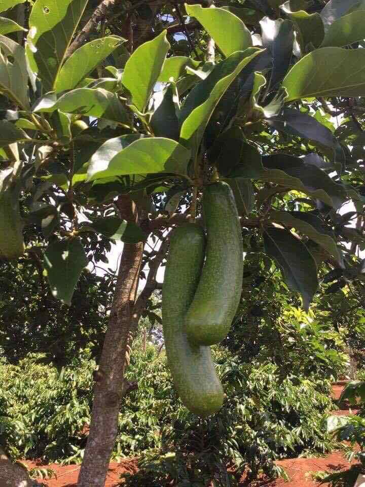 cây giống bơ sáp trái dài DGFHGF