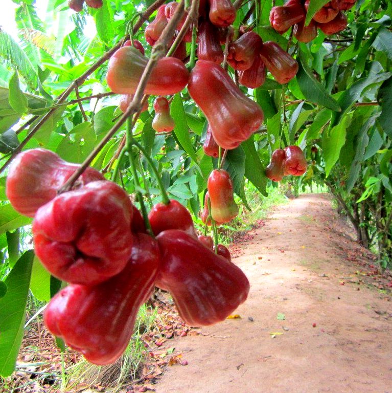Cây ROI ĐỎ THÁI LAN ghép (chiết)