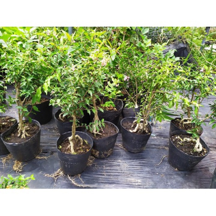 CHẬU CÂY HỒNG NGỌC MAI CÂY LỚN