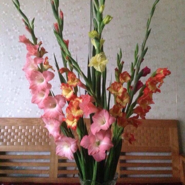 Combo 10 Củ Hoa Lay Ơn Đà Lạt