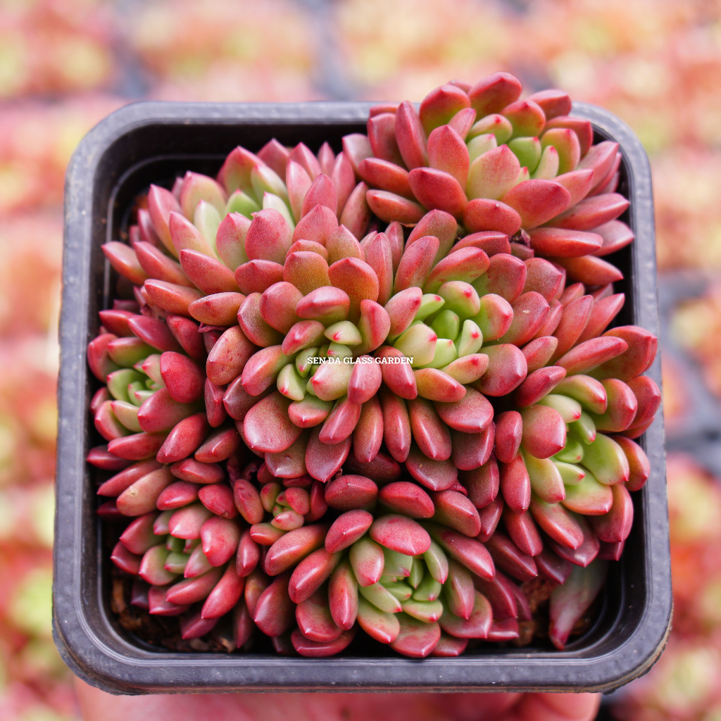 Sen đá Ruby đỏ GLASS GARDEN bụi nhiều đầu 10cm, Sen đá Đá Lạt.