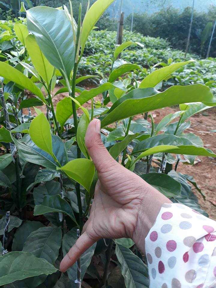 Cây giống dổi ghép - FREE SHIP TỪ 50K
