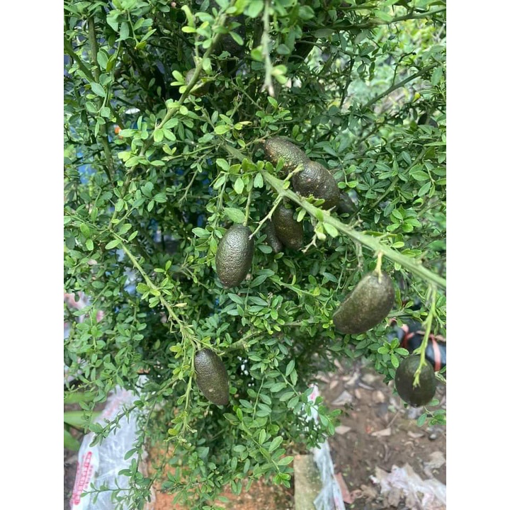 CÂY GIỐNG TRANH TRỨNG CÁ HỒI  (CHANH NGÓN TAY ÚC)