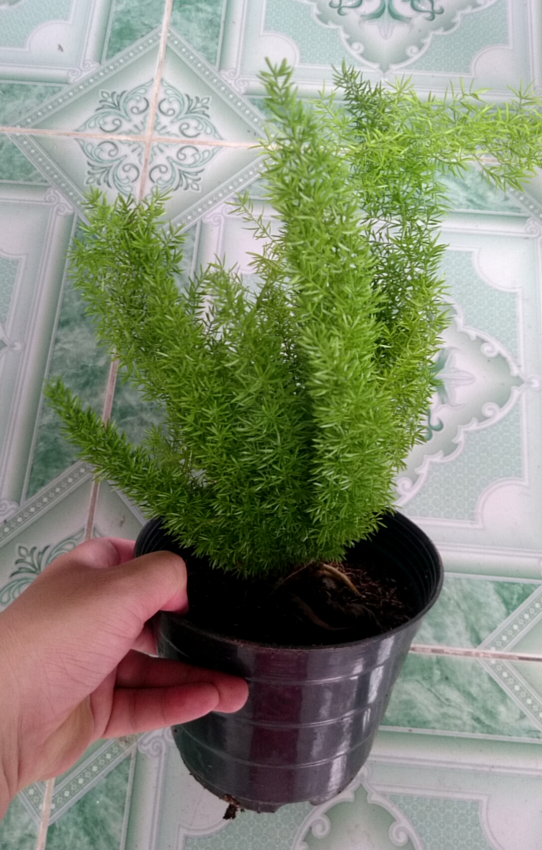 Cây đuôi chồn - Cây cảnh để bàn
