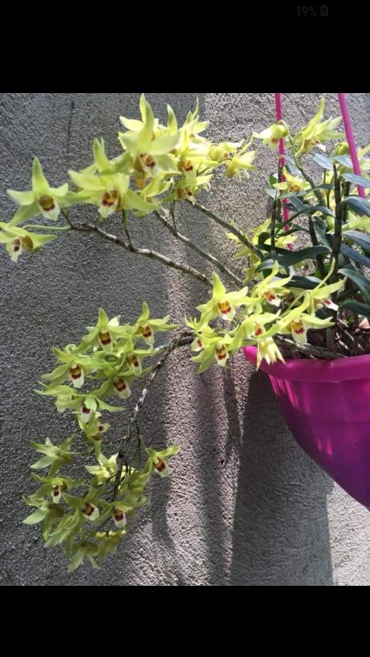 Thuốc kích rễ Exotic ( hàng Thái có hướng dẫn tiếng Việt)