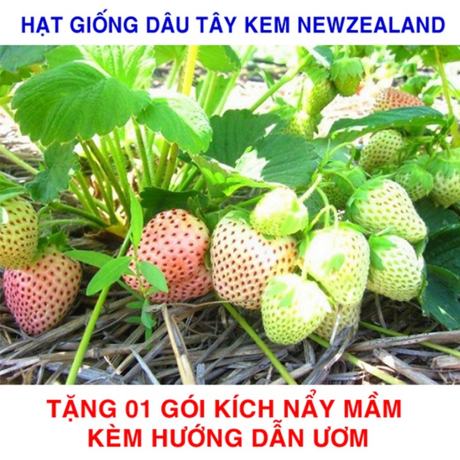 100 Hạt giống Dâu tây kem Newzealand (tặng kích nẩy mầm và hướng dẫn ươm)