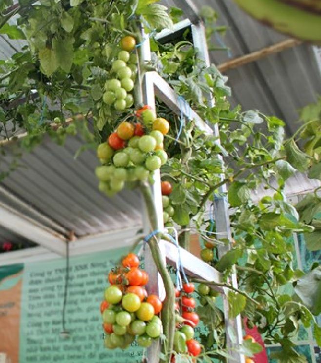 Hạt giống Cà chua bạch tuộc ( leo giàn ) - 10 hạt