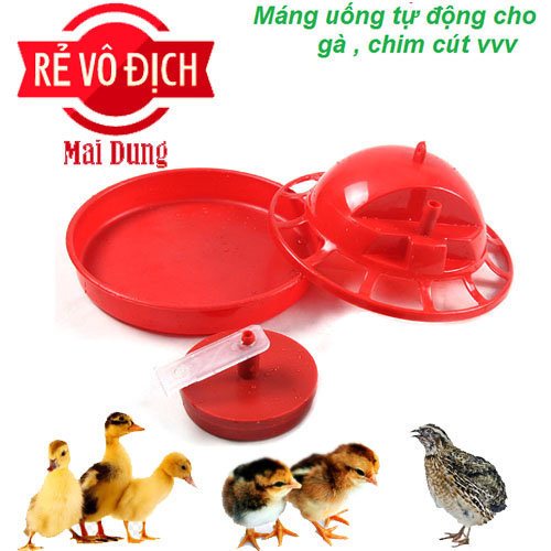 máng uống cho chim cút - gà - vịt - mới nở